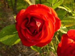red rose flower blossom in the yard