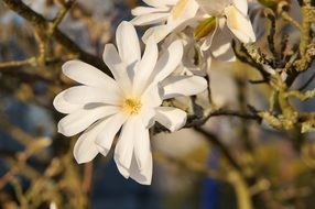 perfect star magnolia flower