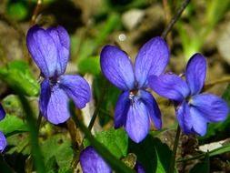 viola purple flower in the spring sunshine