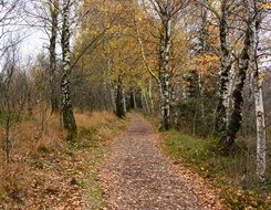 incomparable birch forest