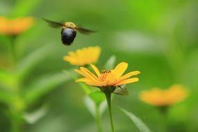 Bee in a flight