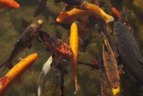 variety of colorful fish in the water