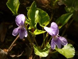 purple wildflower with green leaves on the field