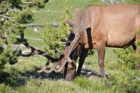 elk forest wild