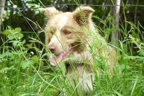 dog among high green grass