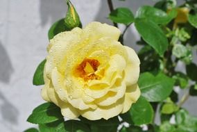 light yellow rose flower close-up