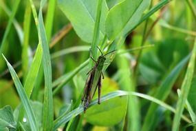 green grasshopper on a blade of grass