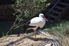 white stork with black wings