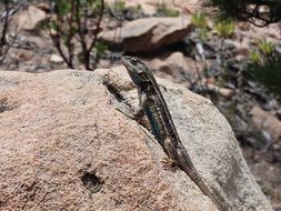 lizard on a rock on a sunny day
