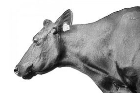 monochrome domestic bull animal sketch