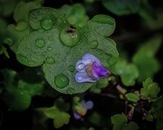 small blue flower on a dark green leaf
