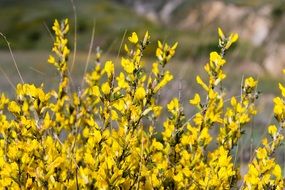 beautiful yellow flowers on a bush in spring