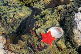 red sea star in ocean