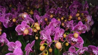 Purple phalaenopsis orchid flowers