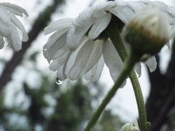 raindrops on white daisy petals