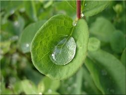 raindrop on green leaf close up