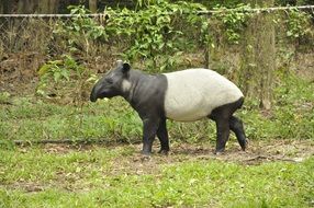 walking tapir in the zoo