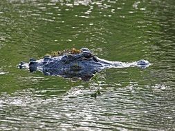 alligator in habitat