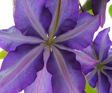 purple clematis flowers back side, Macro
