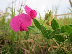 pink lathyrus tuberosis plant closeup