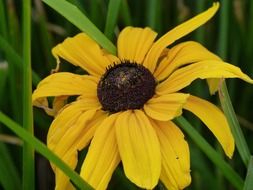 yellow color flower blossom