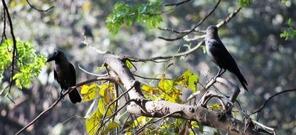 two crows on a branch of spring tree