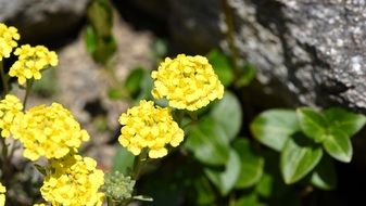 yellow early bloomer flower close