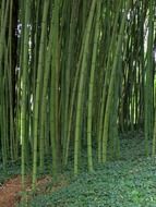 green bamboo in the garden