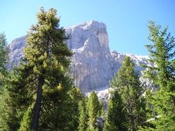splendiferous trees