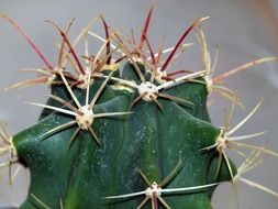 Cactus in the nature