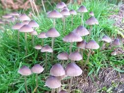 a lot of mushrooms in the green grass