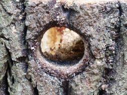 woodpeckers hole cave
