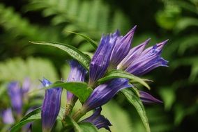 purple flowers on a blurred background in nature