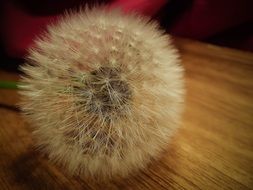 fluffy dandelion seed macro