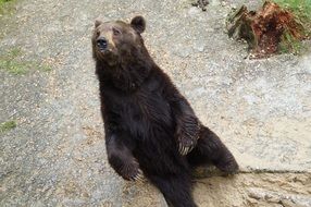 string wild bear