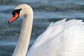 white swan on a lake Close-up