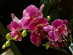 Pink orchid flowers in a pot