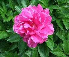 pink peony on a lush green bush