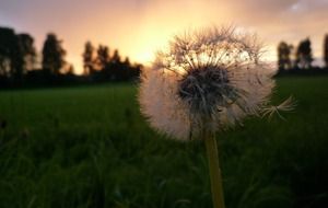 silhouette of a dandelion at sunset