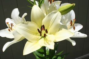 white garden lilies with buds close up