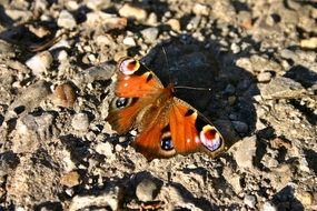 Peacock butterfly closeup