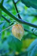 ripe cape gooseberry