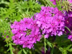 closeup photo of pink flora blossoms