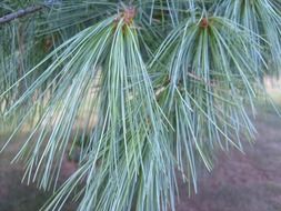 pine needles tree