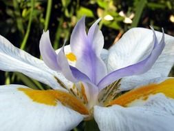 white iris with yellow and purple splashes