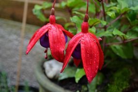 fuchsia flowers close up, potted plant