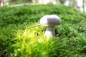 champion mushroom