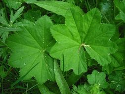 Different green leaves on the ground in forest