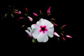 branch with white flowers in the dark