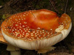 Toxic mushroom in nature close-up